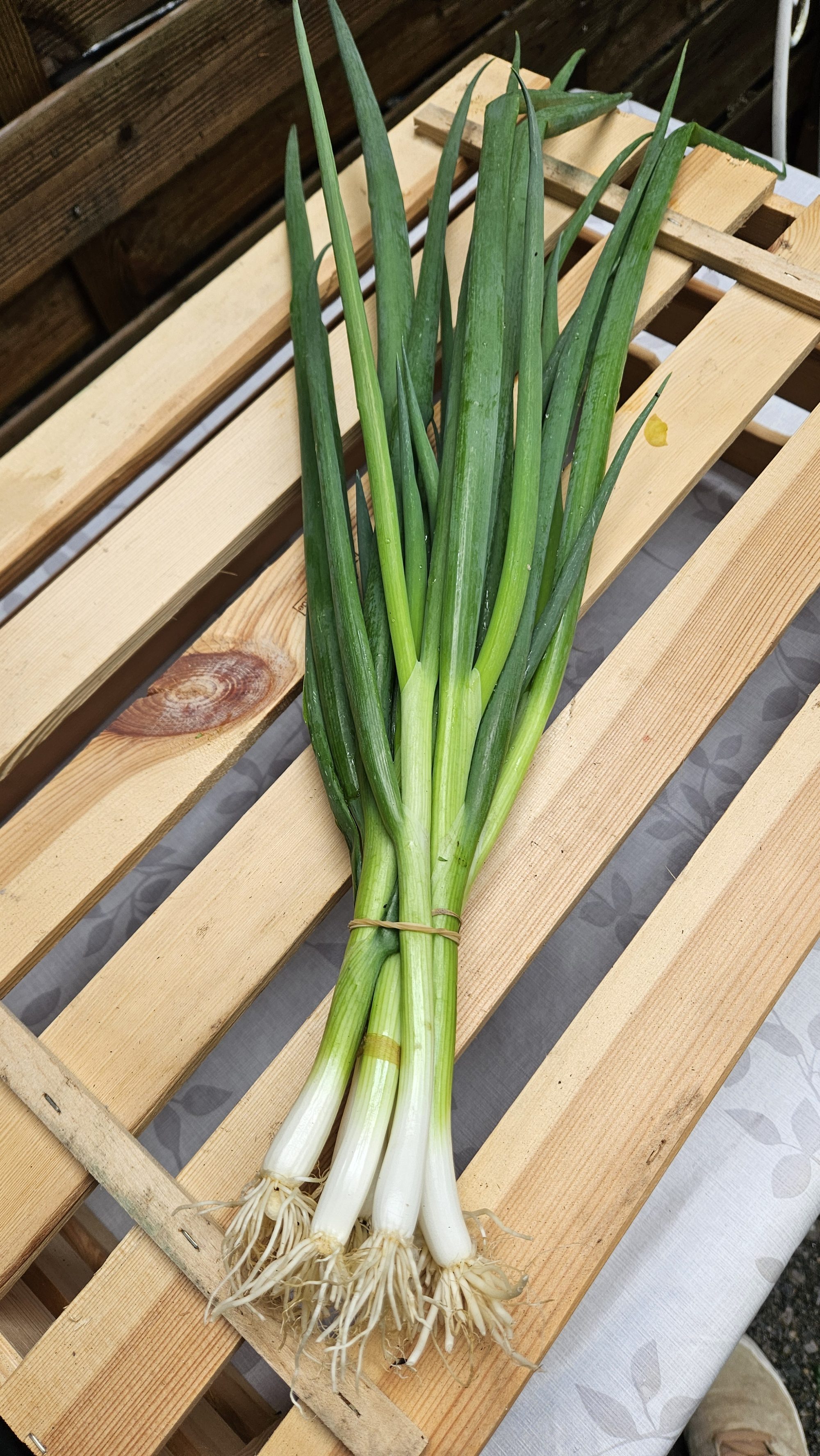 Frühlingszwiebeln frisch vom Feld – Bio-Gemüseabo WURZGARTEN Aurach am Hongar