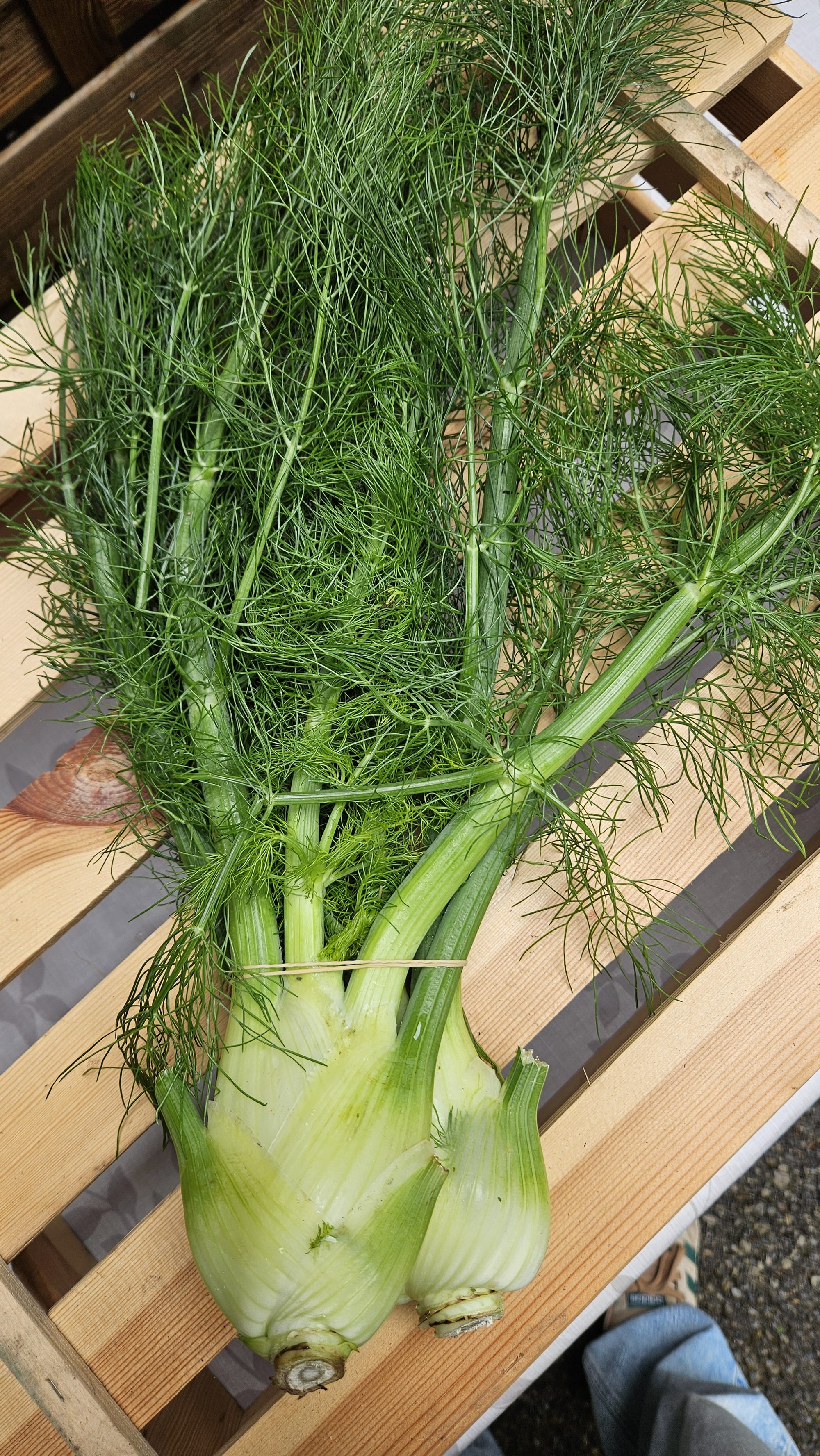 Mini-Fenchel aus dem Bio-Gemüsekorb WURZGARTEN – Schörfling am Attersee KW23