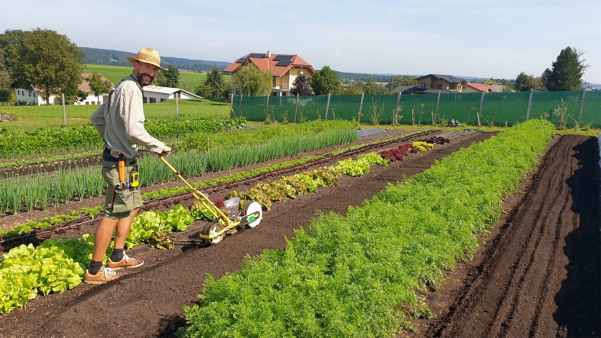 Feld- und Erntebericht & der GEMÜSEKORB. in KW36
