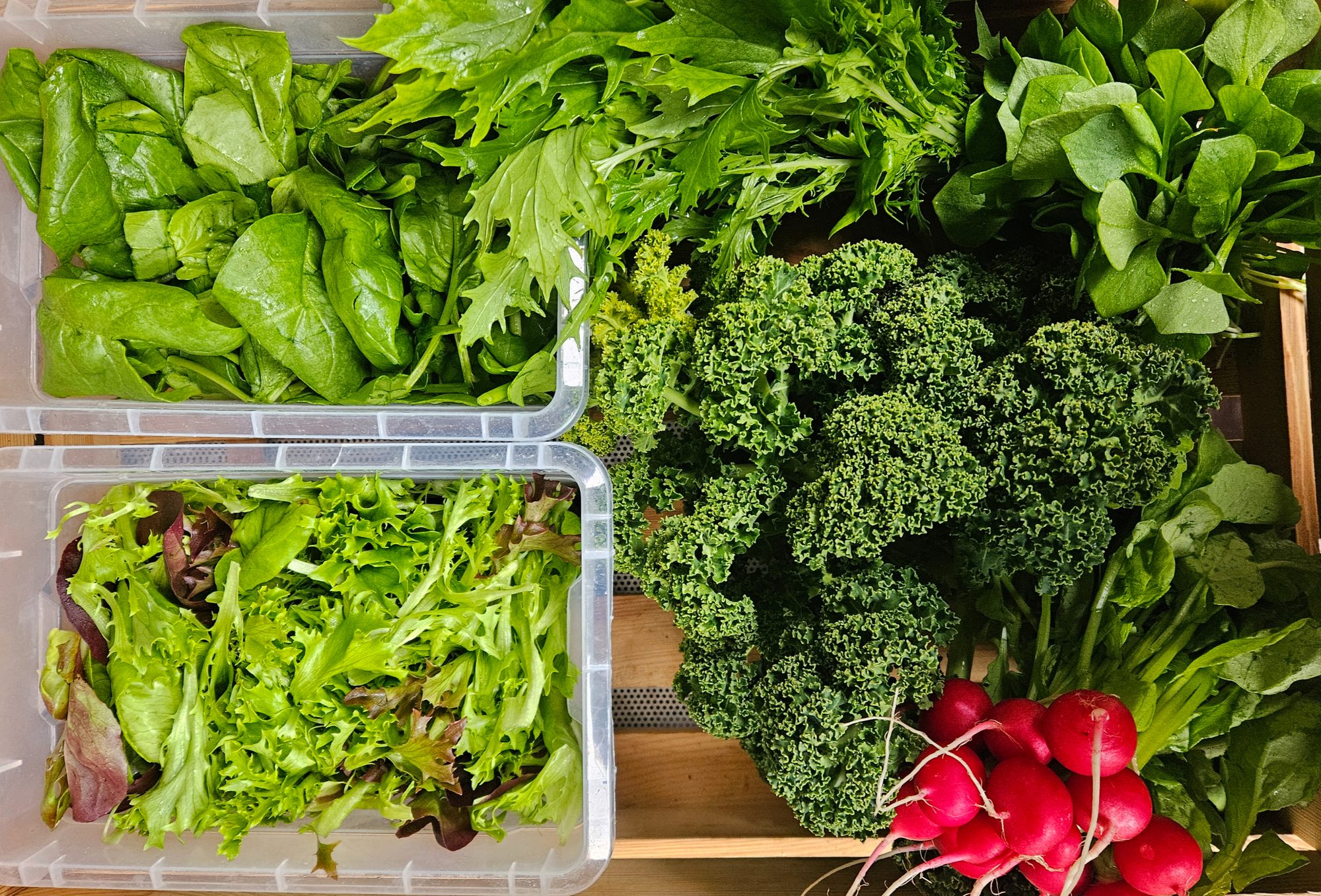 🥬 Rezepte zur Ernte – KW14 02.04.2026