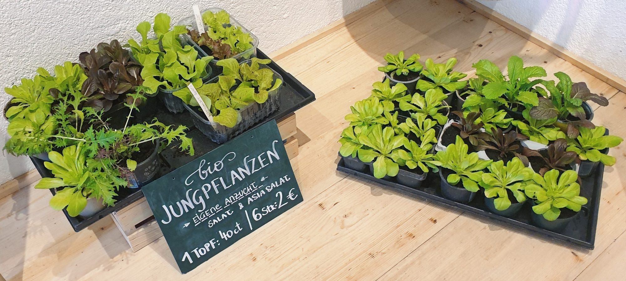 Bio-Gemüse-Jungpflanzenverkauf im GUTLADEN