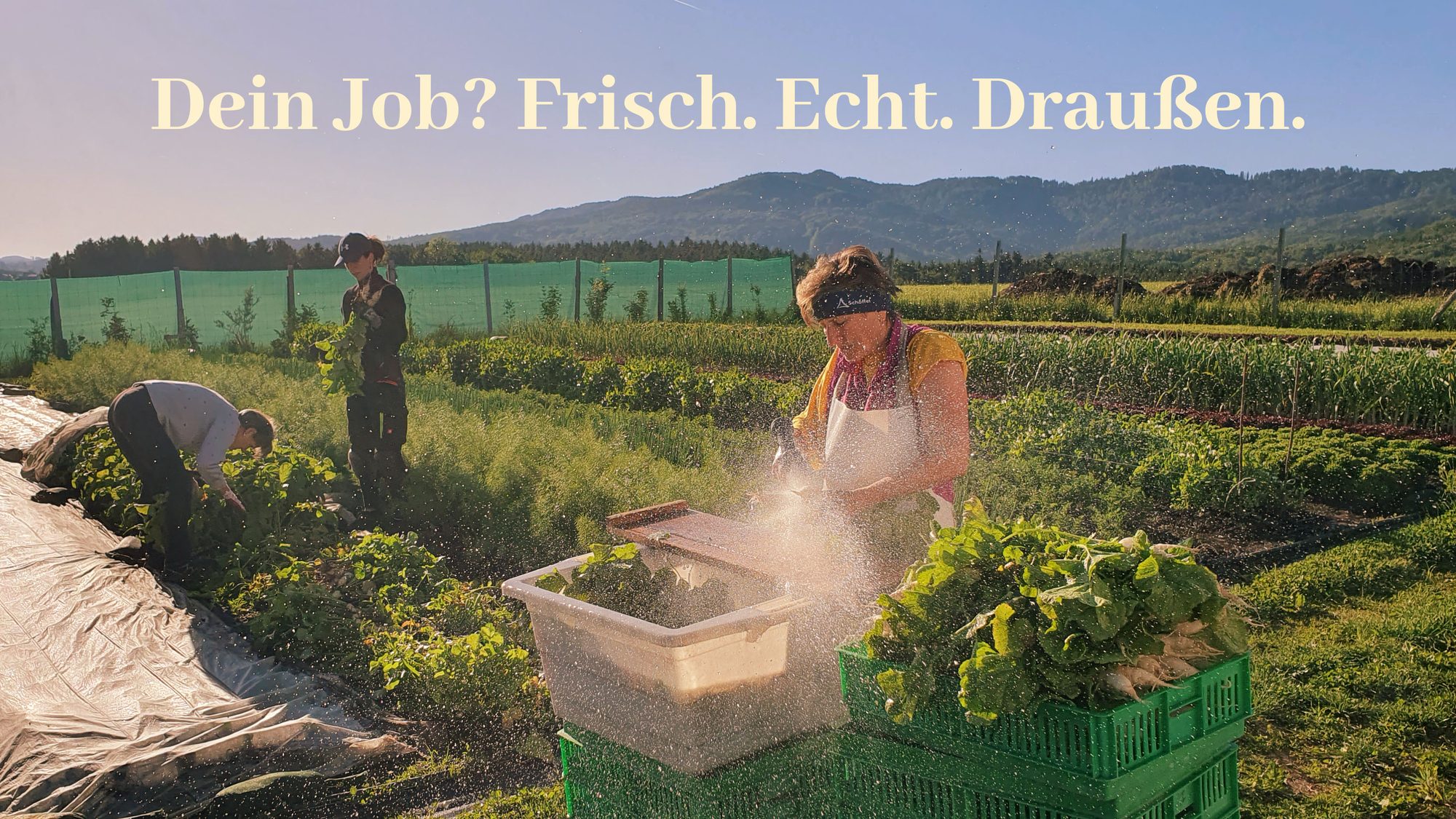 🥕 Grüne Hände gesucht! Werde Teil unseres Gemüse-Teams! (saisonal & geringfügig)