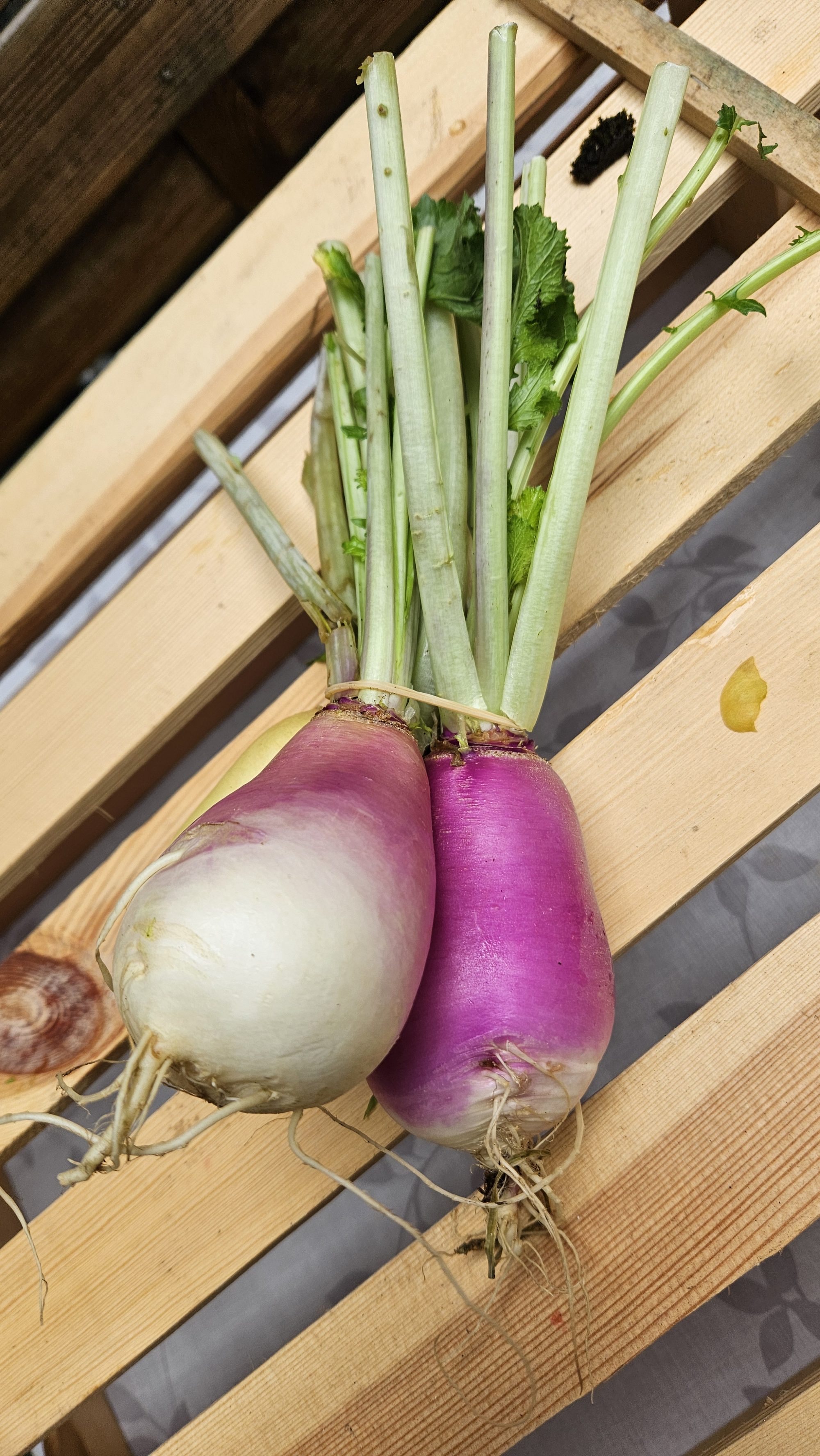 Mairübchen aus dem WURZGARTEN – frisch geerntet, Bio-Gemüsekorb KW23 Vöcklabruck