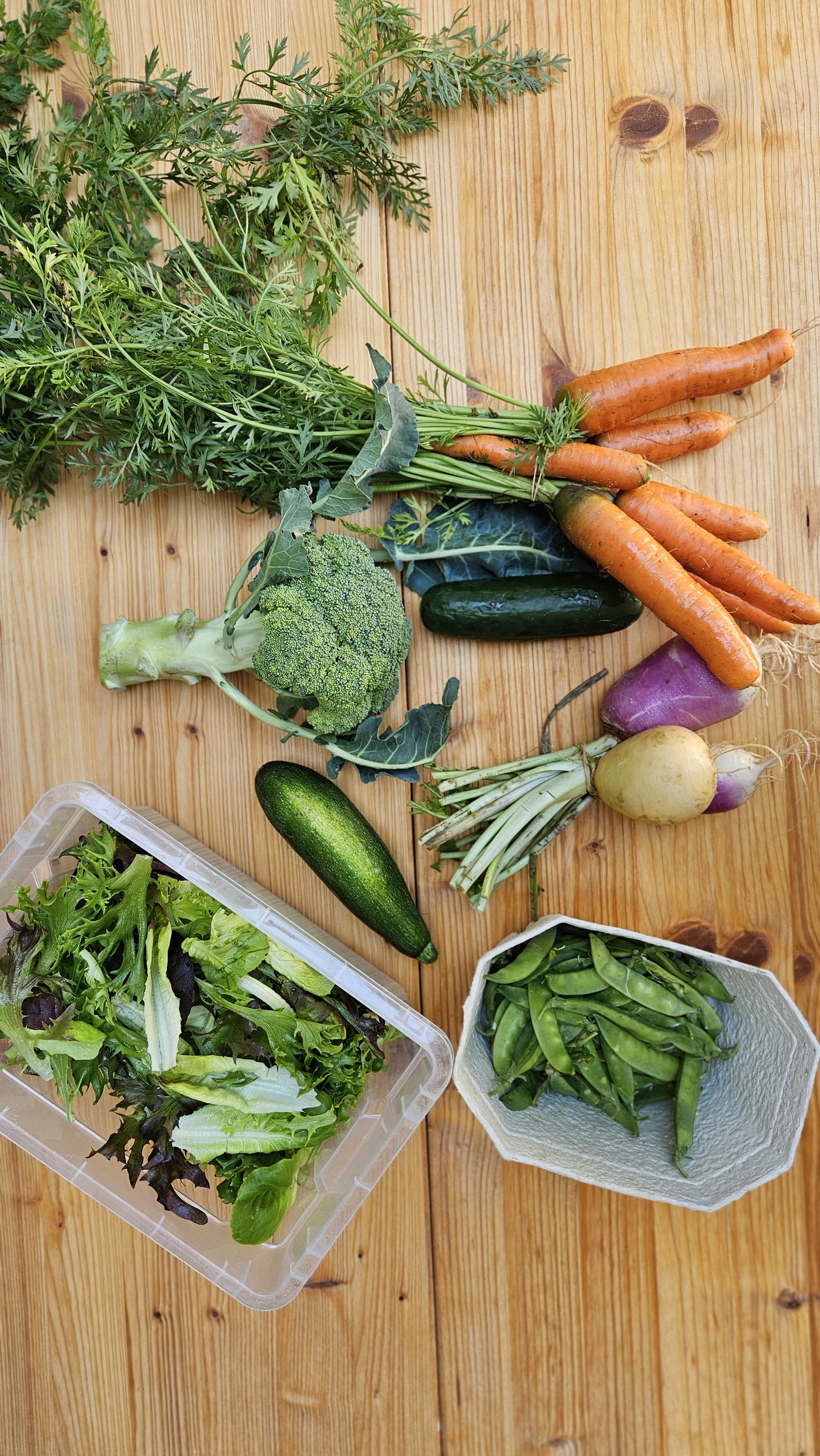 🥬 Rezepte – Bio-Gemüsekorb KW25 18.06.2026