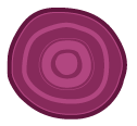rote Rübe