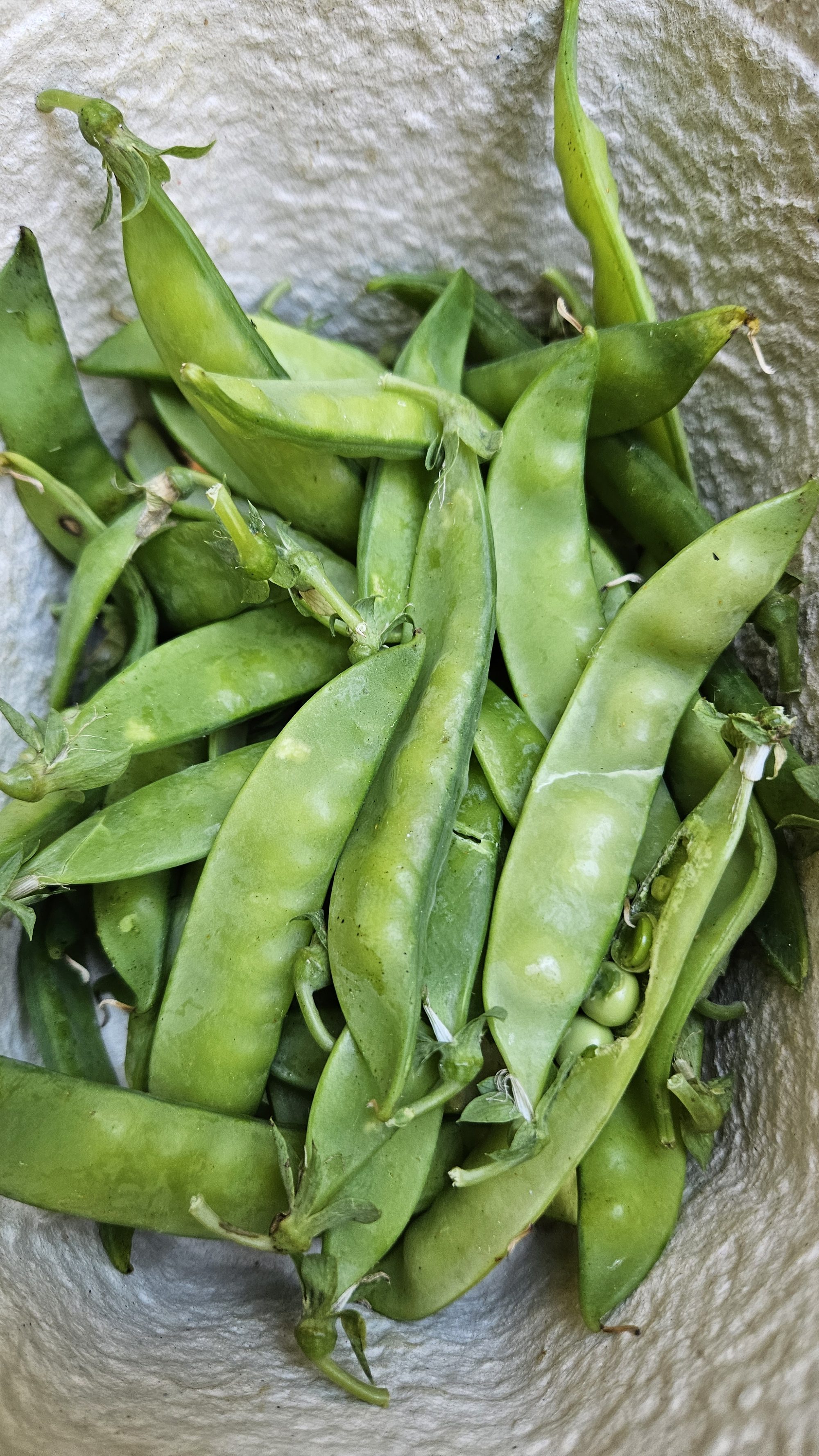 Frische Zuckererbsenschoten