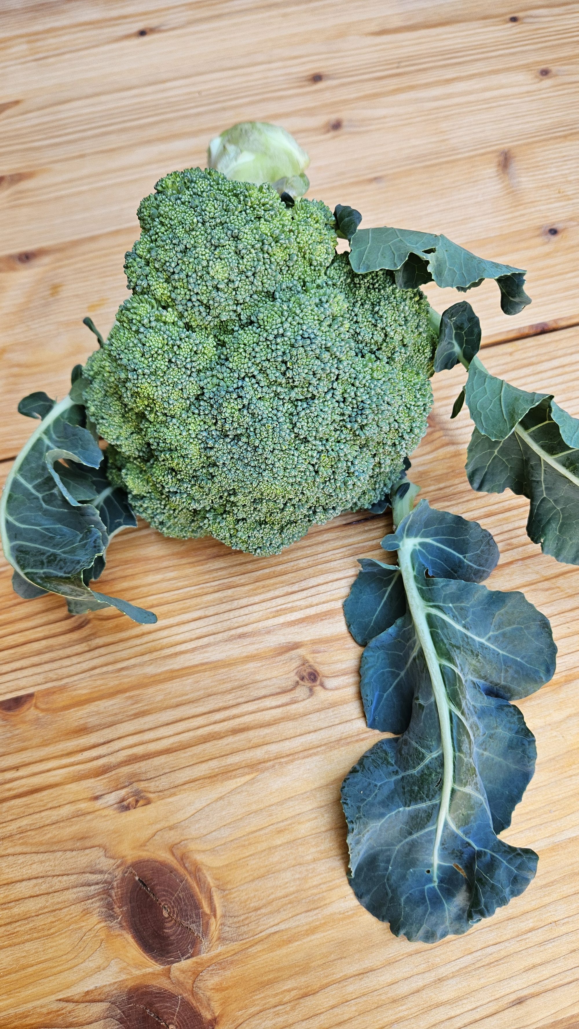Frischer Brokkoli