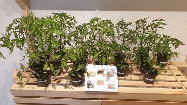 Bio-Gemüse-Jungpflanzenverkauf im GUTLADEN – Bild 2