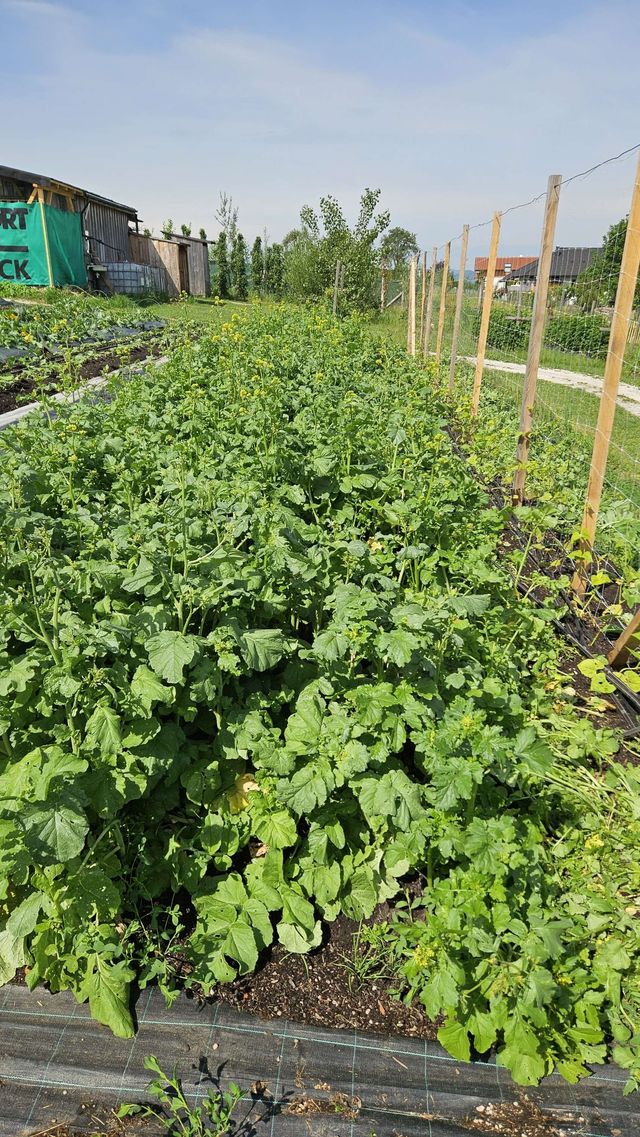 🥬 Rezepte, Bilder und Videos zur Ernte – KW23 03.06.2026 – Bild 6