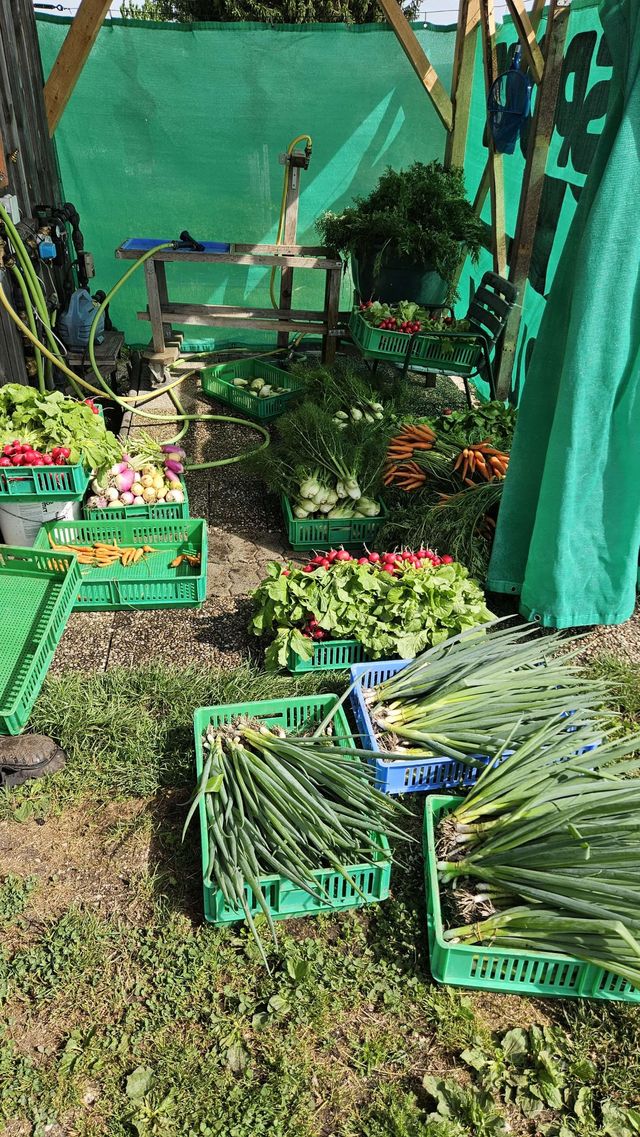 🥬 Rezepte, Bilder und Videos zur Ernte – KW23 03.06.2026 – Bild 7