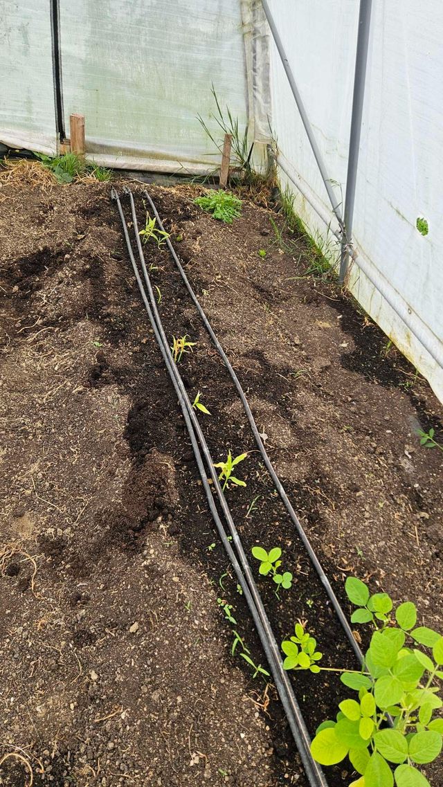 🥬 Rezepte und Bilder zur Ernte – KW24 10.06.2026 – Bild 4