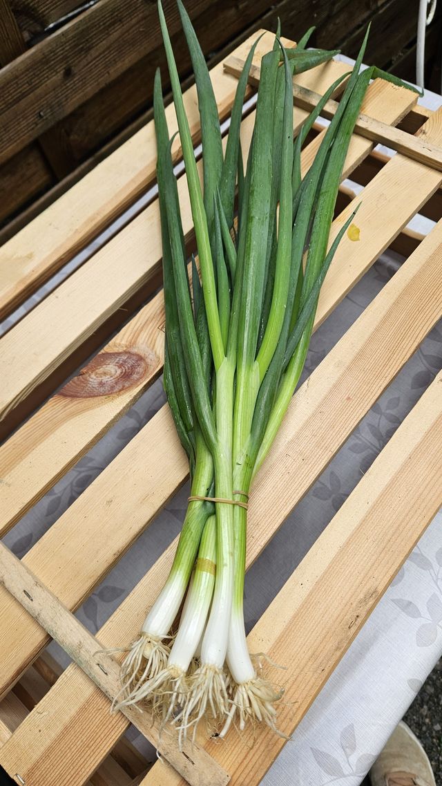 Frühlingszwiebeln frisch vom Feld – Bio-Gemüseabo WURZGARTEN Aurach am Hongar