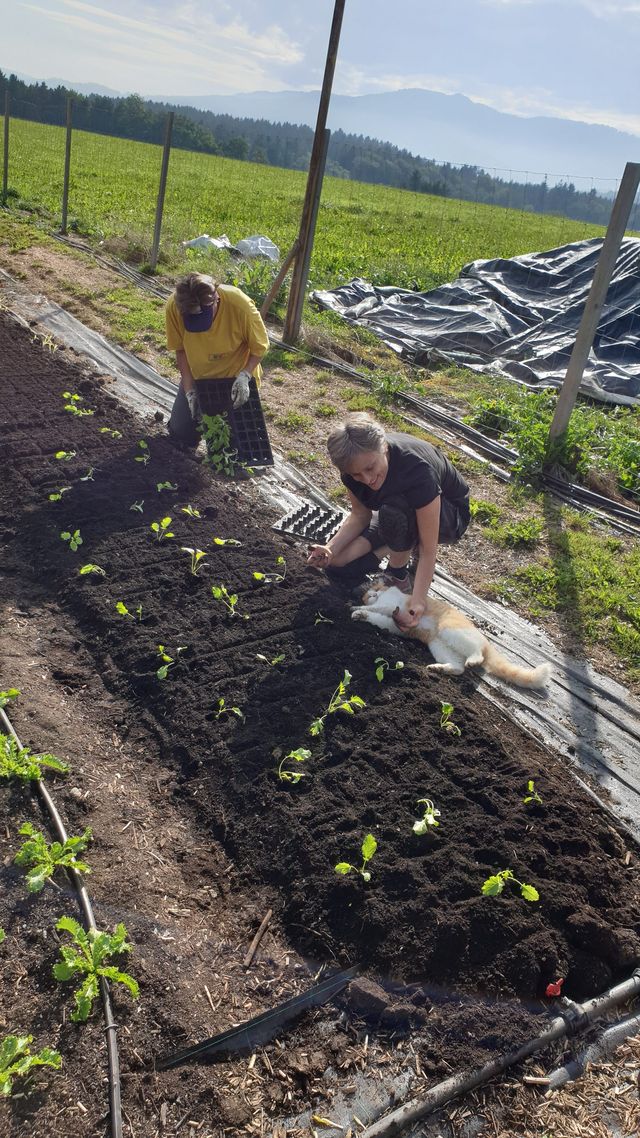 Feld- und Erntebericht & der GEMÜSEKORB. in KW36 – Bild 3