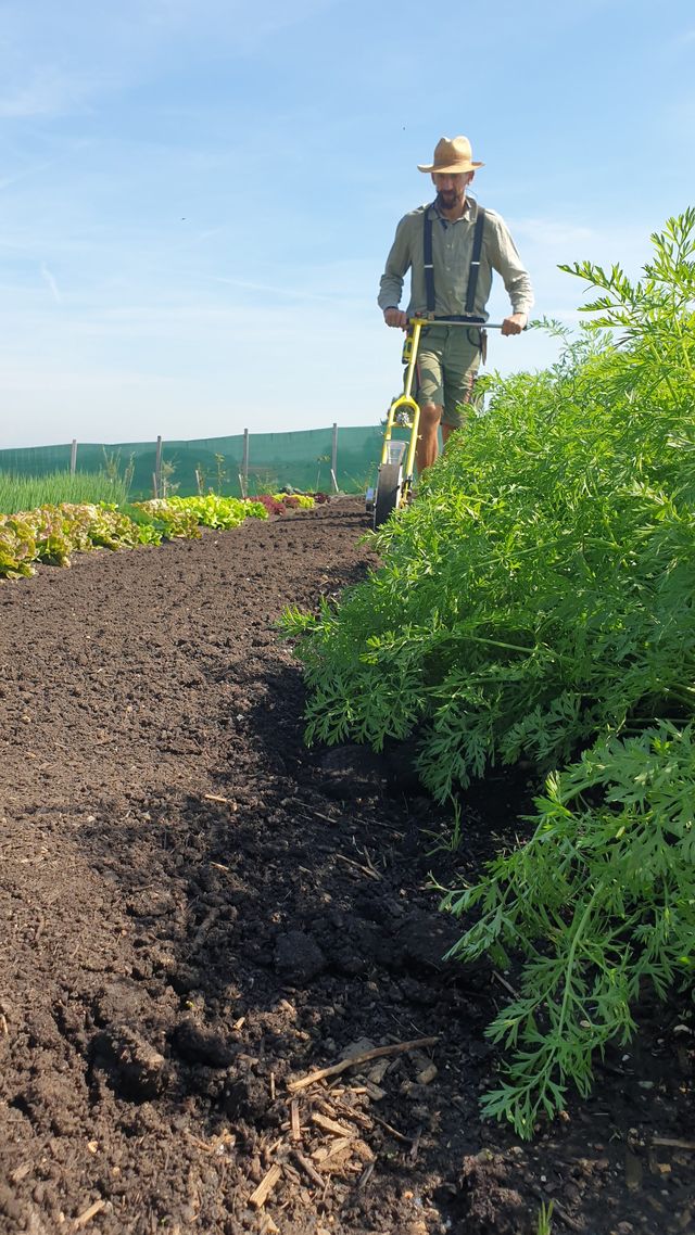 Feld- und Erntebericht & der GEMÜSEKORB. in KW36 – Bild 4