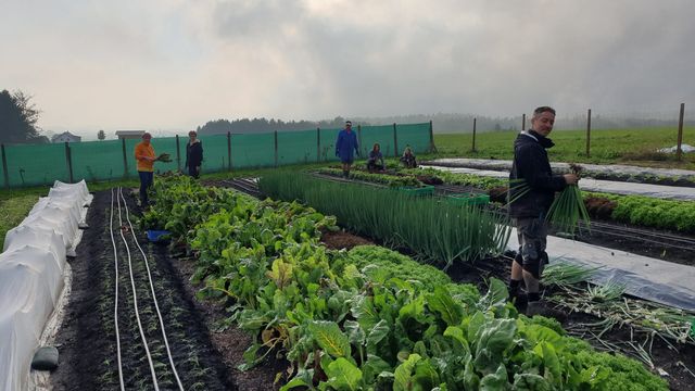der GEMÜSEKORB. in KW35 | Erntebericht und Gemüsesorten – Bild 3