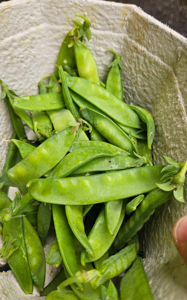 🥬 Rezepte und Bilder zur Ernte – KW24 10.06.2026 – Bild 7