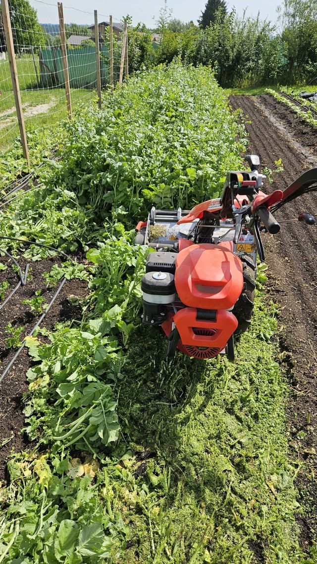 🥬 Rezepte, Bilder und Videos zur Ernte – KW23 03.06.2026 – Bild 5