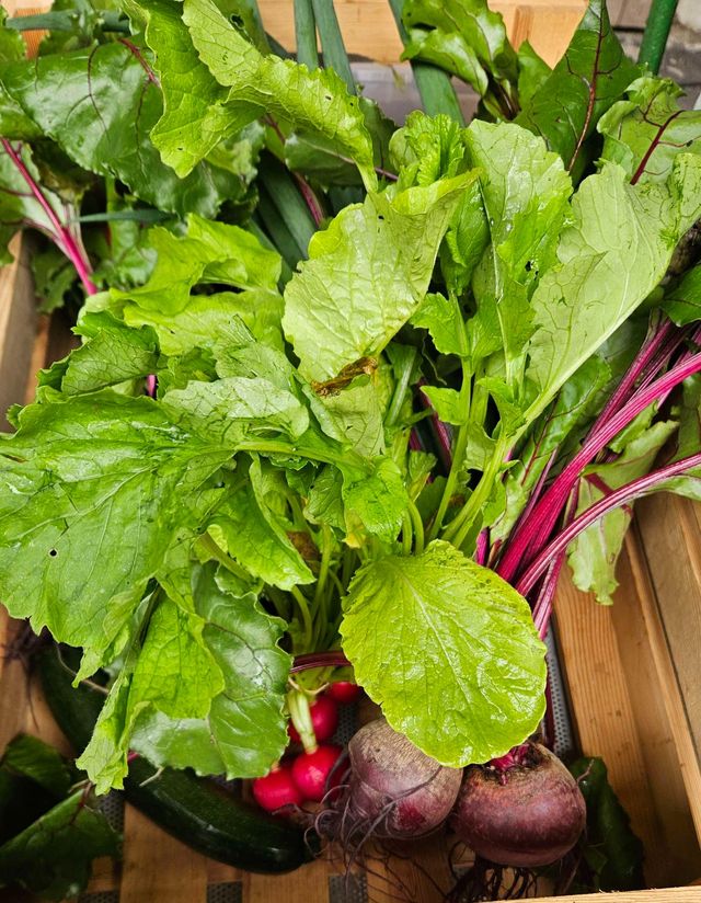 🥬 Rezepte und Bilder zur Ernte – KW24 10.06.2026 – Bild 11