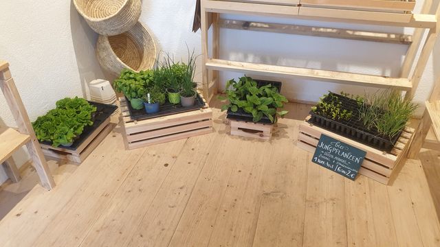 Bio-Gemüse-Jungpflanzenverkauf im GUTLADEN – Bild 4