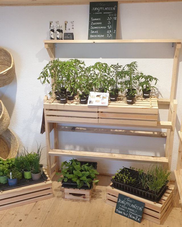 Bio-Gemüse-Jungpflanzenverkauf im GUTLADEN – Bild 3