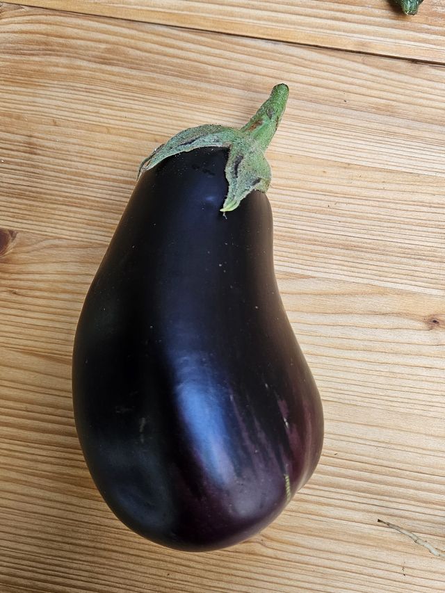 Eine Aubergine, gewachsen im Folientunnel