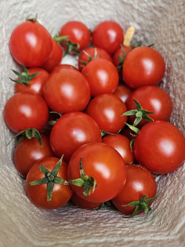 Cocktailtomaten, direkt in die Schale geerntet