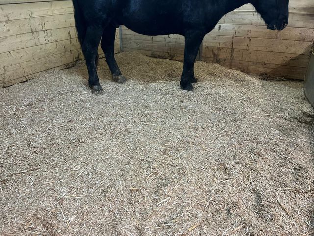 Pferd steht auf einer Einstreu aus gehäckseltem Elefantengras