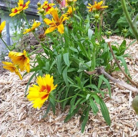 Mädchenauge in einem Staudenbeet mit Elefantengras-Mulch