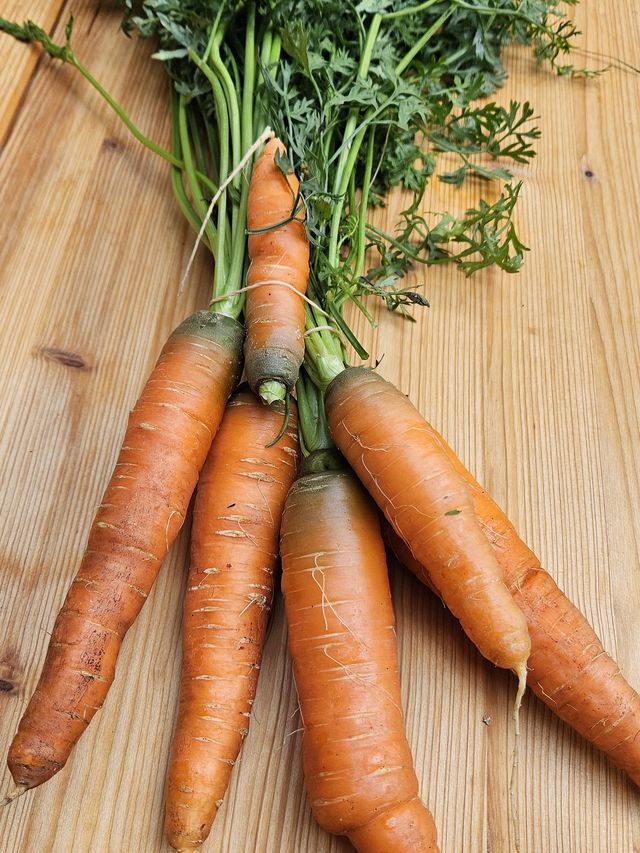 Ein Bund Karotten, frisch aus dem Beet gezogen
