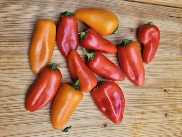 Elf Snack-Paprika in Rot und Orange