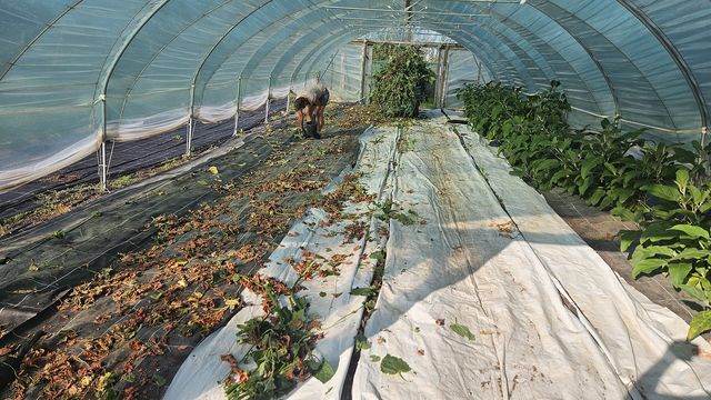 Tunnel 3 wird abgeräumt – Physalis und Zuckermelonen kommen heraus