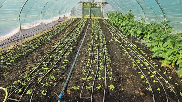 Frisch gepflanzt: zwei Beete Spinat und zwei Beete Schnittsalat in Tunnel 3