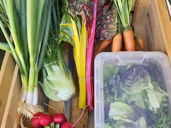 🥬 Unsere Ernte Ende Mai in Bildern und mit fantastischen Rezepten