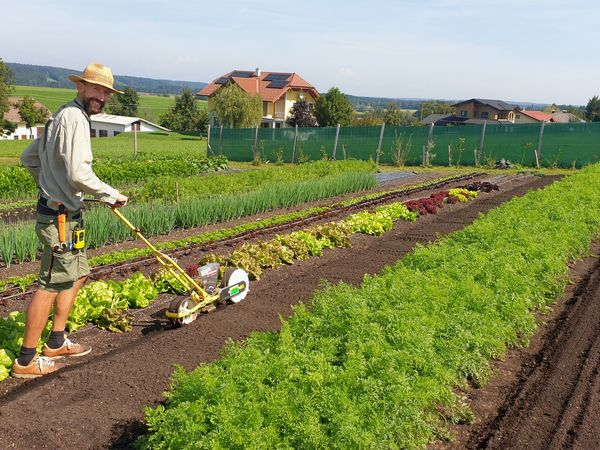 Feld- und Erntebericht & der GEMÜSEKORB. in KW36