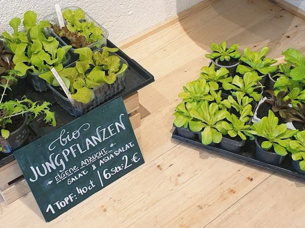 Bio-Gemüse-Jungpflanzenverkauf im GUTLADEN