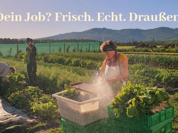 🥕 Grüne Hände gesucht! Werde Teil unseres Gemüse-Teams! (saisonal & geringfügig)