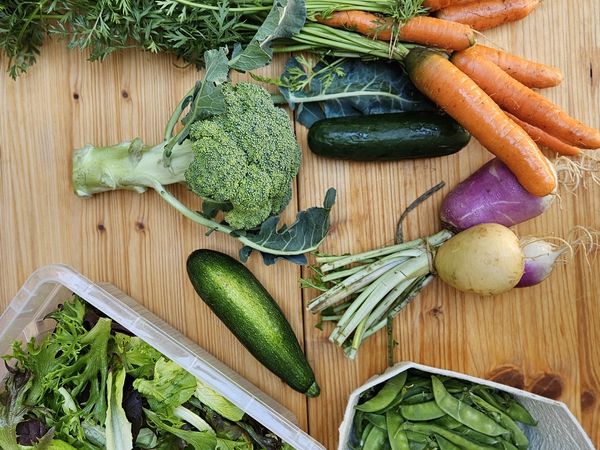 🥬 Rezepte – Bio-Gemüsekorb KW25 18.06.2026